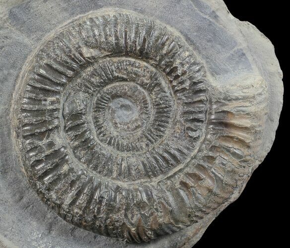 Dactylioceras Ammonite Stand Up - England #68148